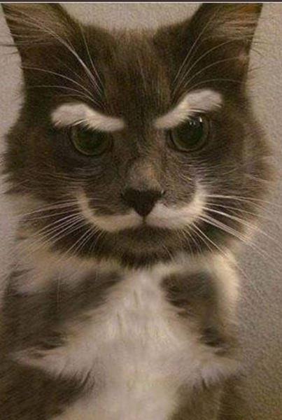 What's your DCat up to today? (Thread 7!)