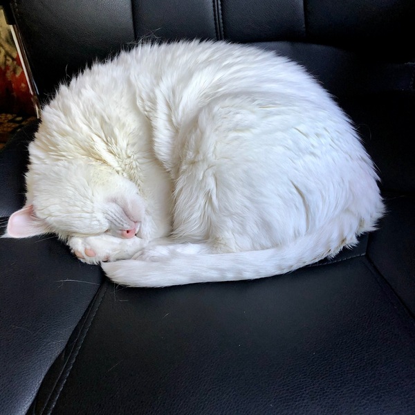 Where is your cats favourite place to sleep?