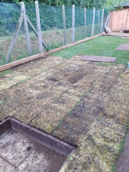New lawn, yellow turf...