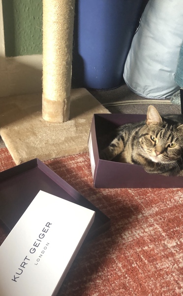 What's your DCat up to today? (Thread 7!)