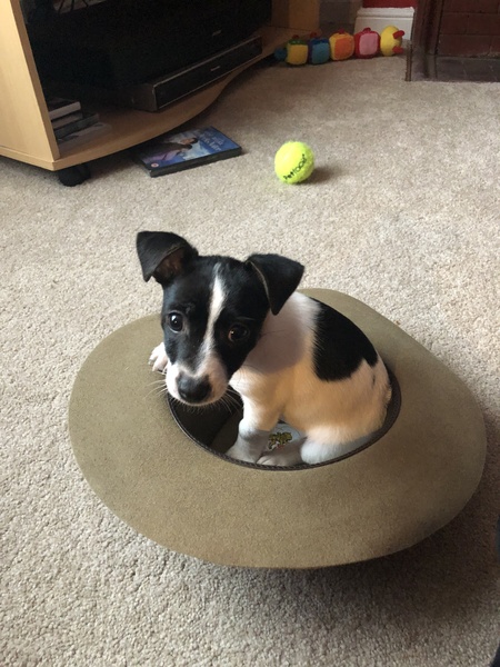 To ask if you regret getting a dog?