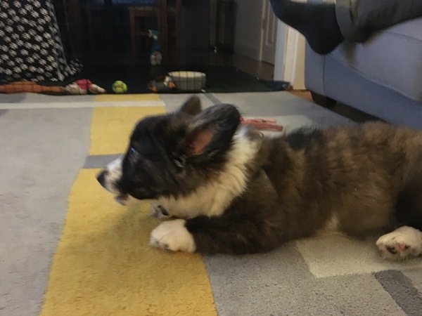 Puppy survival thread! June 2020