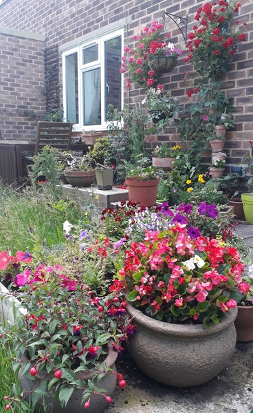 Allotment/Veg Patch Thread 15 - will winter ever end?