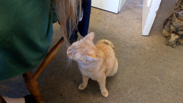 Cat colour and temperature