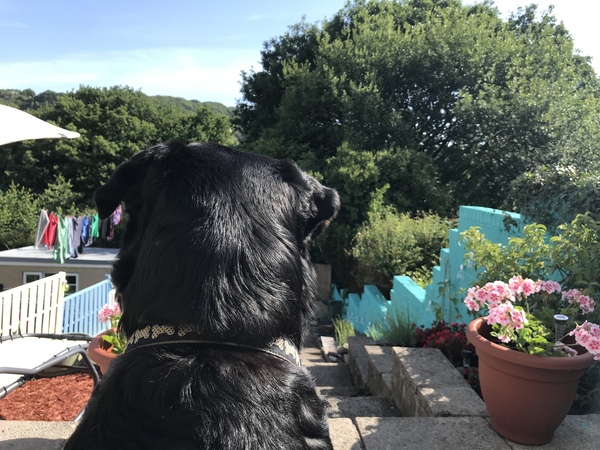 I painted my (shit UPVC) front door magenta today