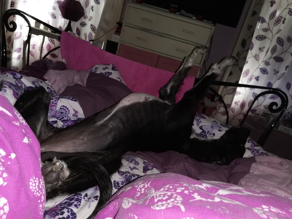 Any greyhound experts around?