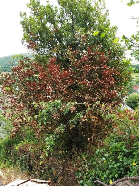 Band of brown on tree...