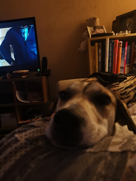 Dog keeps following me!