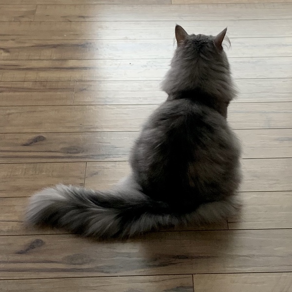 Fat bottomed cats, you make the rocking world go 'round