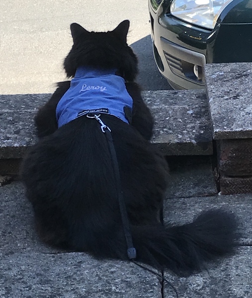 Captain V and Paws, rulers of the world