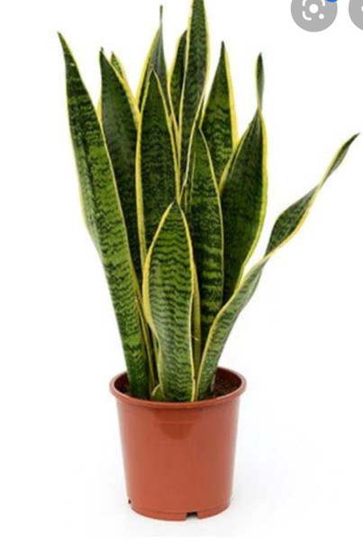 Upright plant for a sunny windowsill