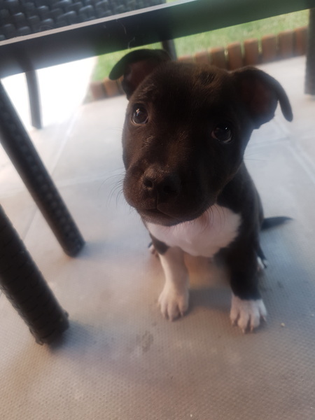 Puppy survival thread! June 2020