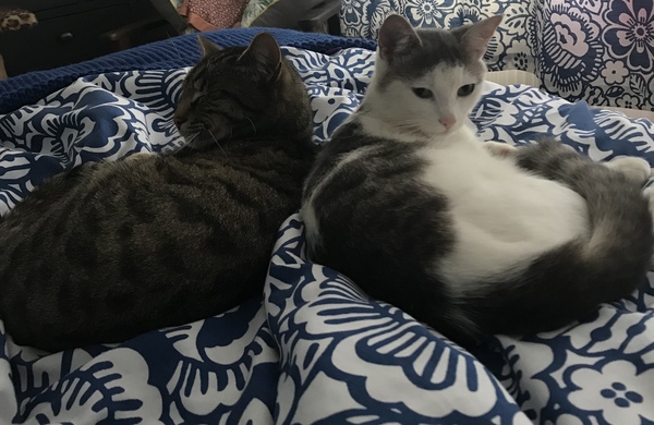 White bedding is the best