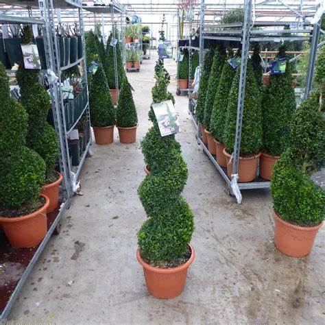 Spiral plant