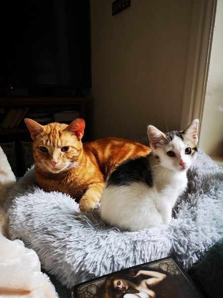 First time kitten owner & I am shocked!