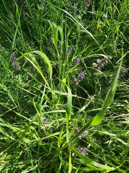 Growing a meadow