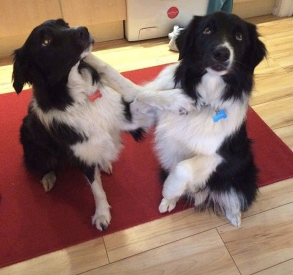 Collie owners, talk to me about your dog?