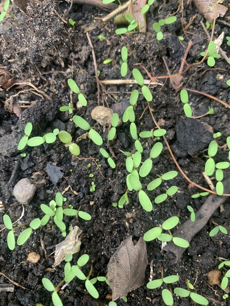 What is this weed?
