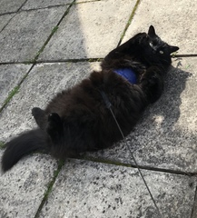 Fat bottomed cats, you make the rocking world go 'round