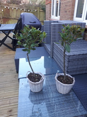 To warn you all NEVER to buy plants from Thompson and Morgan!!