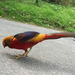 There's a PEACOCK in my garden!!