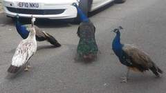 There's a PEACOCK in my garden!!