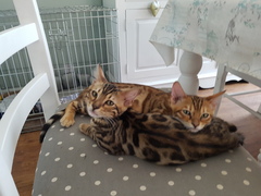 Do your Bengal cats go out?