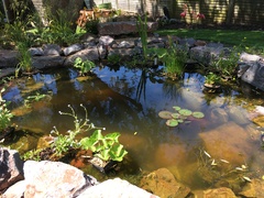Show me your garden ponds large and small please!