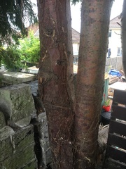 Neighbours leylandii trees damaging our retaining wall.