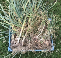 Allotment/Veg Patch Thread 15 - will winter ever end?