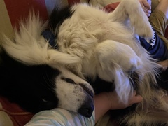 Collie owners, talk to me about your dog?