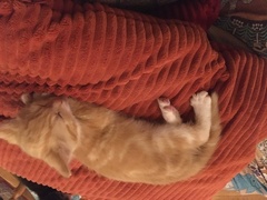 8 week old new kittens - handle them or not?