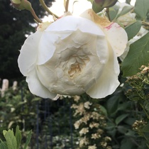 Rose ID help