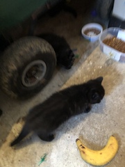 6 week old kittens.