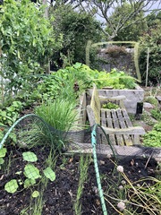 Allotment/Veg Patch Thread 15 - will winter ever end?