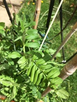 plant id, please