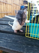 Can you keep a baby rat?