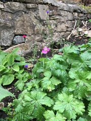 Plant ID help?