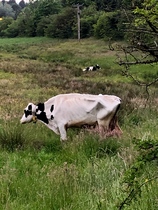 To ask what is wrong with this cow