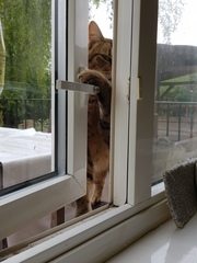 Thug Cat part 2. What, has this thing appeared again tonight?