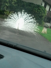 There's a PEACOCK in my garden!!
