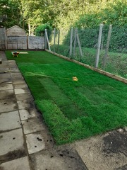 New lawn, yellow turf...