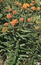 Can anyone identify this orange plant - covered in bees