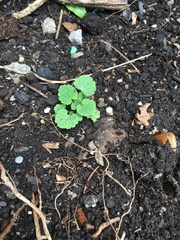 Plant ID help?