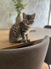 When you met your cat/cats what was it that said "Yes you're the one"