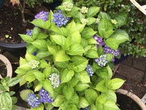 Very shade-tolerant plants (for pots)
