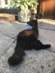 Fat bottomed cats, you make the rocking world go 'round