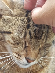 Thug Cat part 2. What, has this thing appeared again tonight?