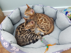 Do your Bengal cats go out?