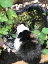Show me your garden ponds large and small please!